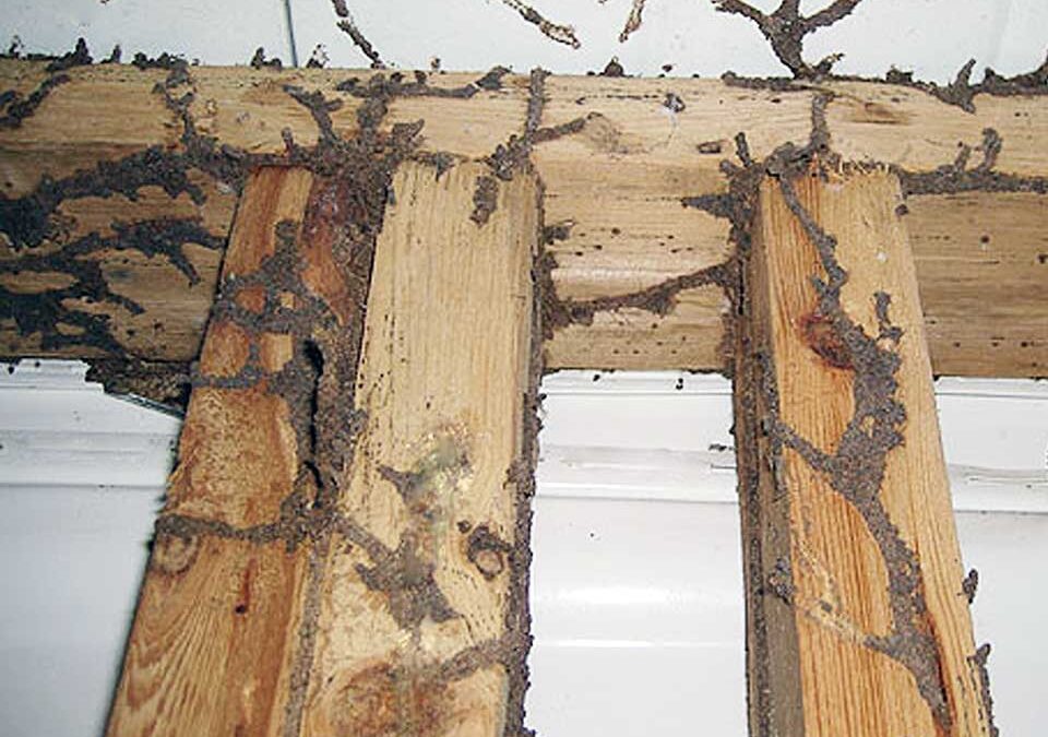termites-control